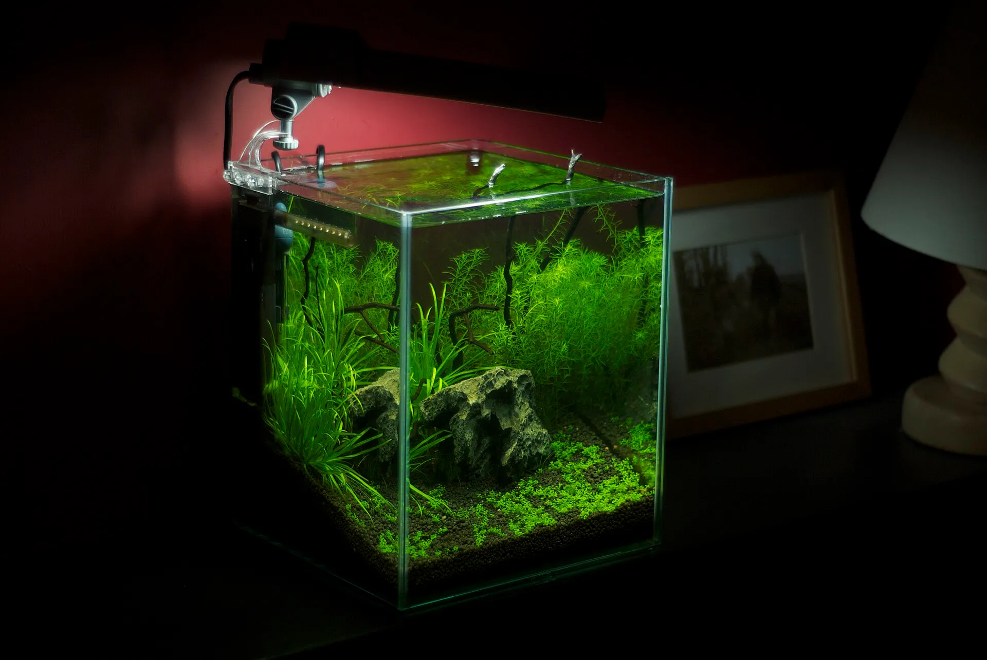 A small planted freshwater nano aquarium on a shelf