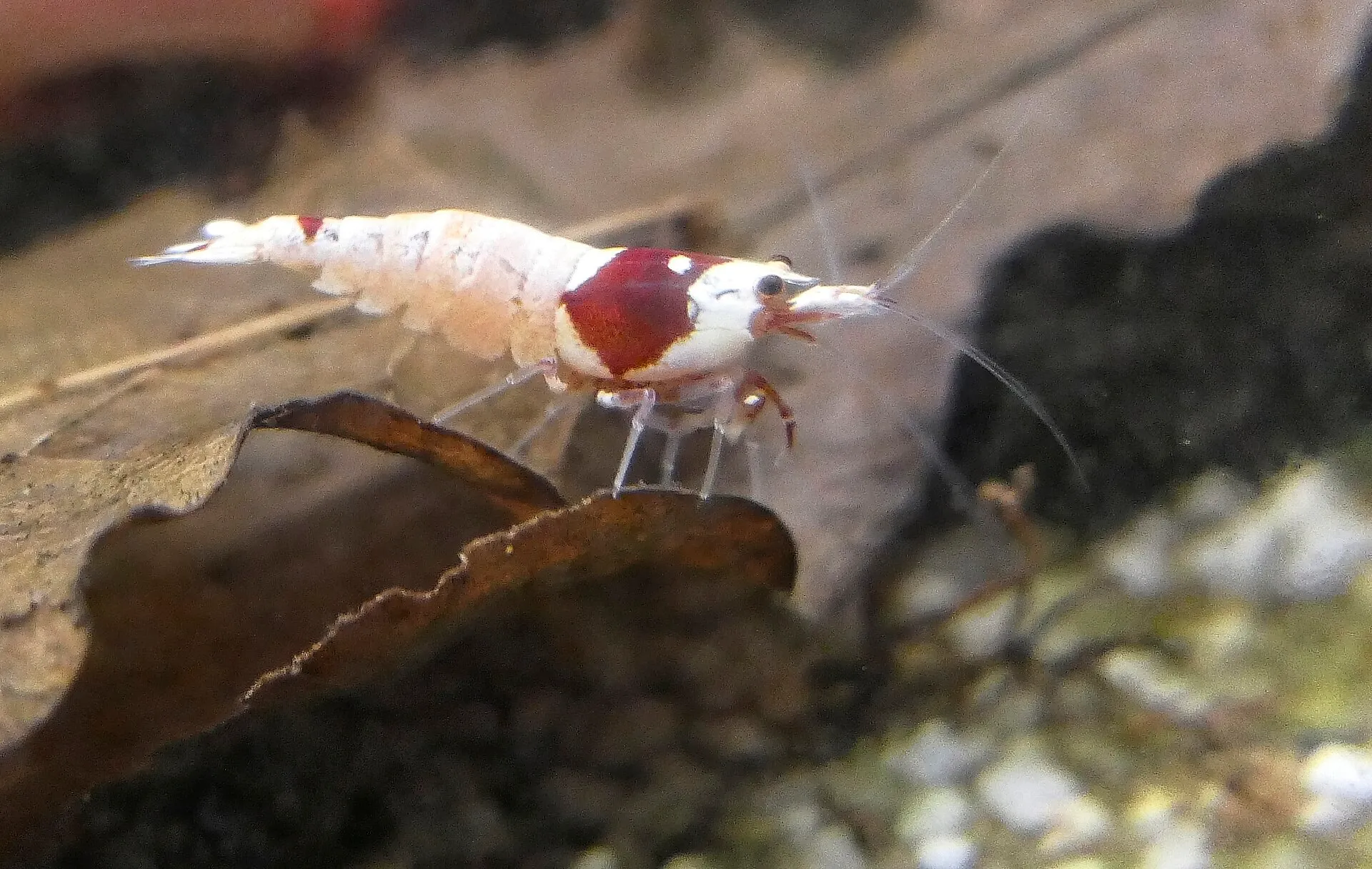Red bee shrimp (Caridina) resting on a leaf in a shrimp tank